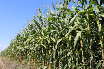 Corn field against blue sky. Agricultural industry, green corn stalks with cobs