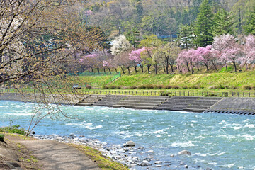 【群馬県利根郡】春の水上 諏訪峡 桜並木