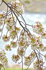 山桜 白い花アップ