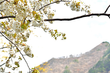 Obraz na płótnie Canvas 野山と山桜 白い花