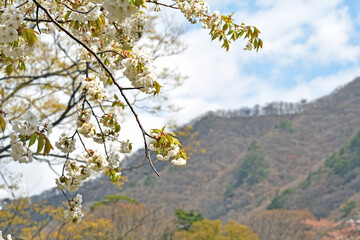 野山と山桜