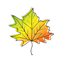 Autumn leaf of maple. Leaf of all shades of autumn - red, yellow, green, gold.