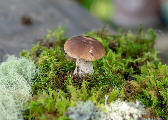 mushrooms on a natural background of moss and grass, autumn harvest time, mushroom collection in autumn, preparation of mushrooms for eating