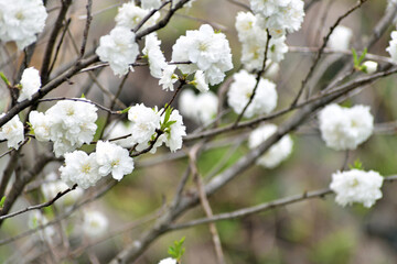 花桃 白い花アップ