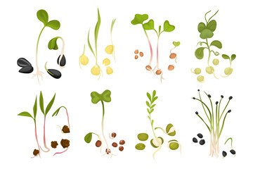 Microgreen Growing Seed Icon Set