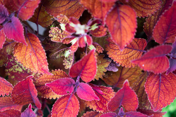 pictures of home flowers with red leaves