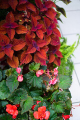 pictures of home flowers with red leaves