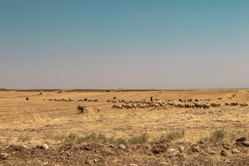 Fototapeta na wymiar herd of sheep and a donkey grazing on the yellow steppes.