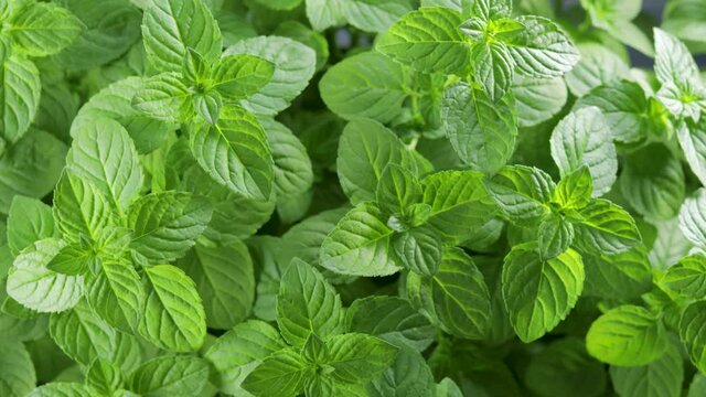 Fresh green mint leaves view from above. Organic mint background.