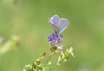 Beautiful blue butterfly spread wings in the meadow