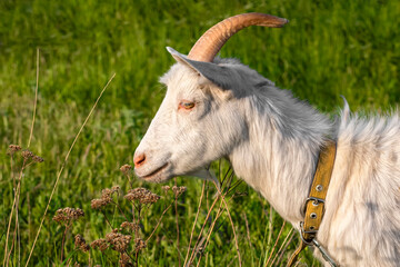 Goat on green summer meadow. Side view.