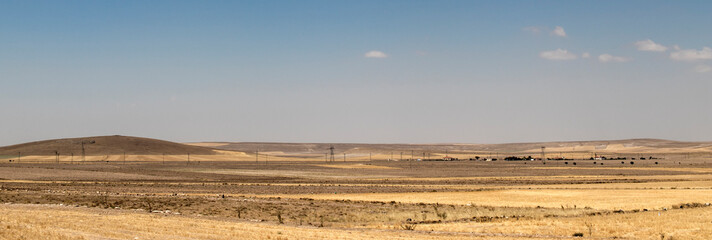 Landscape of hills and sky covered with wheat fields.