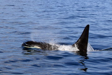 Fototapeta premium 【北海道】知床の海に回遊する野生のシャチ（北海道羅臼沖）