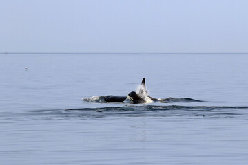 Fototapeta premium 【北海道】知床の海に回遊する野生のシャチ（北海道羅臼沖）