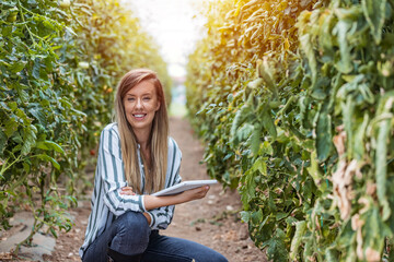 Farmer controlling vegetables in greenhouse. Greenhouse and organic vegetable healthy food. Woman examining in the vegetables. Good farmers check the state of their crops regularly