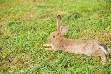 Naklejka na ściany i meble Cute young rabbit relax on the grass. Summertime. Blurred background with copy space.