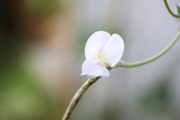 Yardlong bean flower closeup