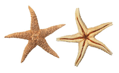 Fototapeta na wymiar Beautiful sea stars on white background, collage