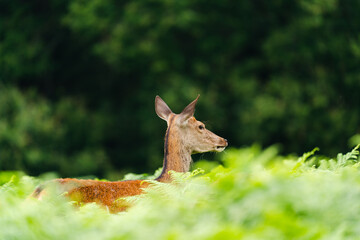 deer in the forest