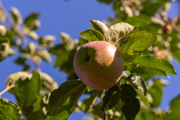 fresh apple on tree branch