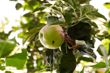 fresh apple on tree branch