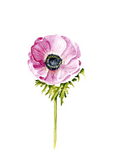 Hand drawing watercolor anemone illustration