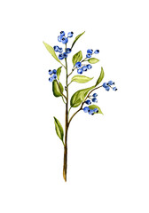 Fototapeta na wymiar Hand drawing watercolor illustration of branch with blue berries