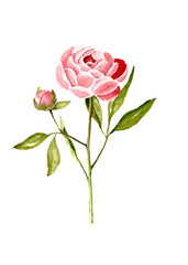 Hand drawing watercolor peony illustration
