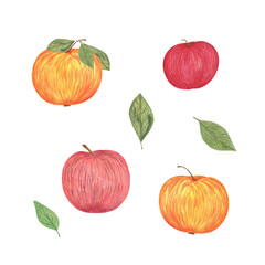 Sweet ripe apples and apple tree leaves set watercolor illustration, autumn holidays celebration decor, Thanksgiving, harvest time gift paper, vitamin and healthy diet concept