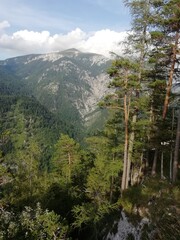 landscape with trees