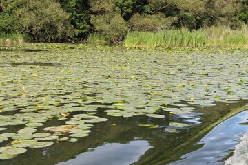 lilies in the pond
