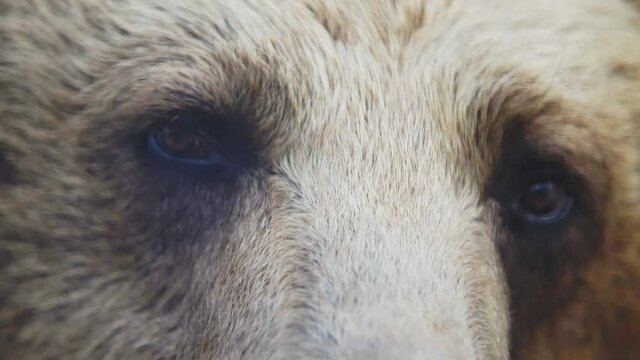 Brown bear eyes close-up. Great predator