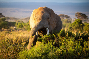 Elephant eating in Amboseli National Park, kenya