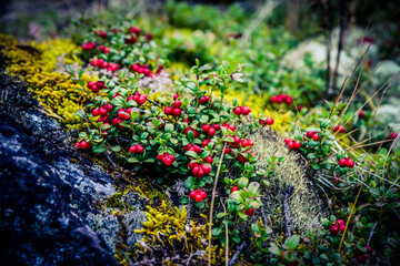 cranberries in the mountain forest