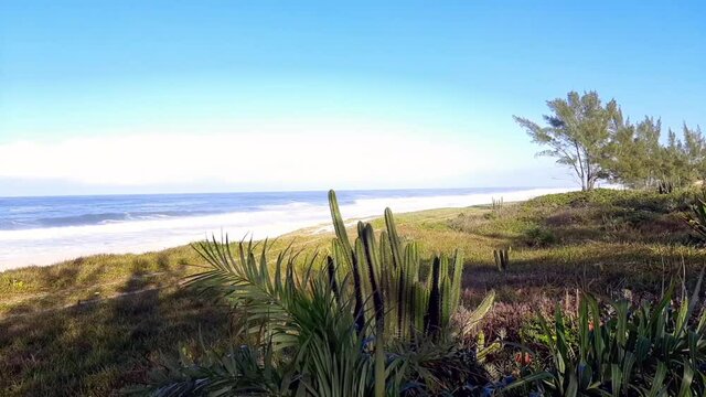 Vegeta&ccedil;&atilde;o restinga de praia