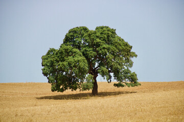minimalism with lonely cork tree in the middle of dry wheat field at Alentejo, Portugal.