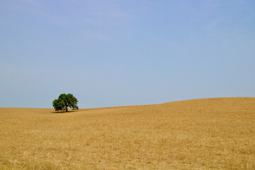 minimalism with lonely cork tree in the middle of dry wheat field at Alentejo, Portugal.