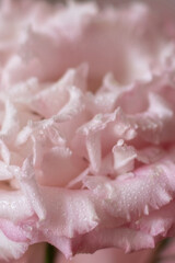 eustoma flower with water drops on petals close up