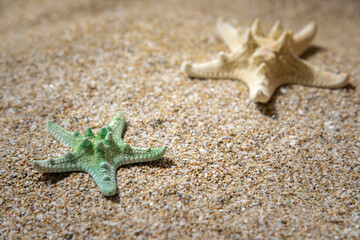 Fototapeta na wymiar Beautiful starfishes on beach sand. Summer background