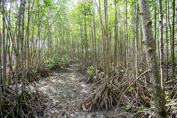 Mangrove forest full of mangroves