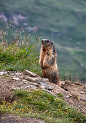 Murmeltier, Murmeltiere, Mankei, Munggen, Nagetier, Erdhörnchen, Marmotini, Murmel,...