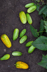 green and overripe cucumbers lying on the ground near the leaves
