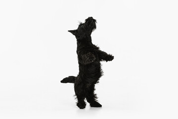 Fototapeta premium Portrait of cute sweet black dog Scotch terrier isolated over white studio background. Concept of motion, action, active lifestyle, animal life, care, responsibility for pets