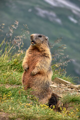 Murmeltier, Murmeltiere, Mankei, Munggen, Nagetier, Erdhörnchen, Marmotini, Murmel,...
