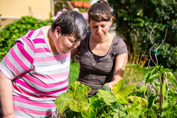 mentally handicapped and disabled woman and a caregiver looking at cucumbers in a raised bed