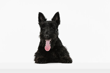 One beautiful black dog Scotch terrier isolated over white studio background. Concept of motion, action, active lifestyle, animal life, care, responsibility for pets