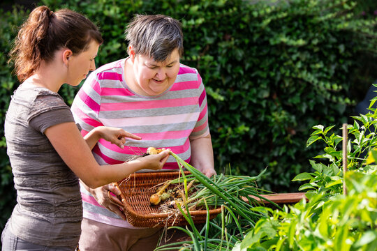 a caregiver shows a mentally handicapped woman how to harvest onions from a raised bed