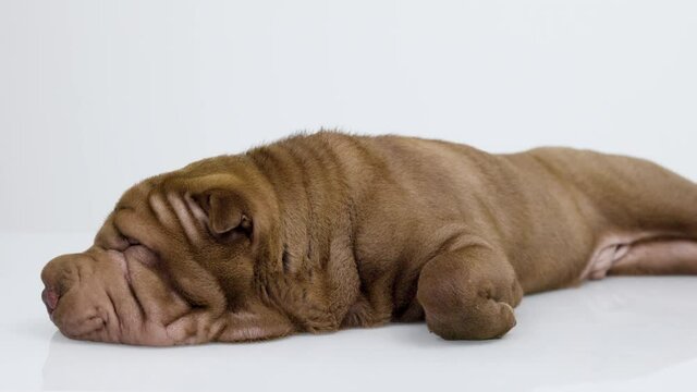 Shar pei dog with white background