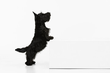 Portrait of cute sweet black dog Scotch terrier isolated over white studio background. Concept of motion, action, active lifestyle, animal life, care, responsibility for pets