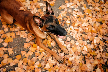 Dog in autumn leaves. Fall season. Pet on the walk. Belgian Shepherd Malinoise breed dog